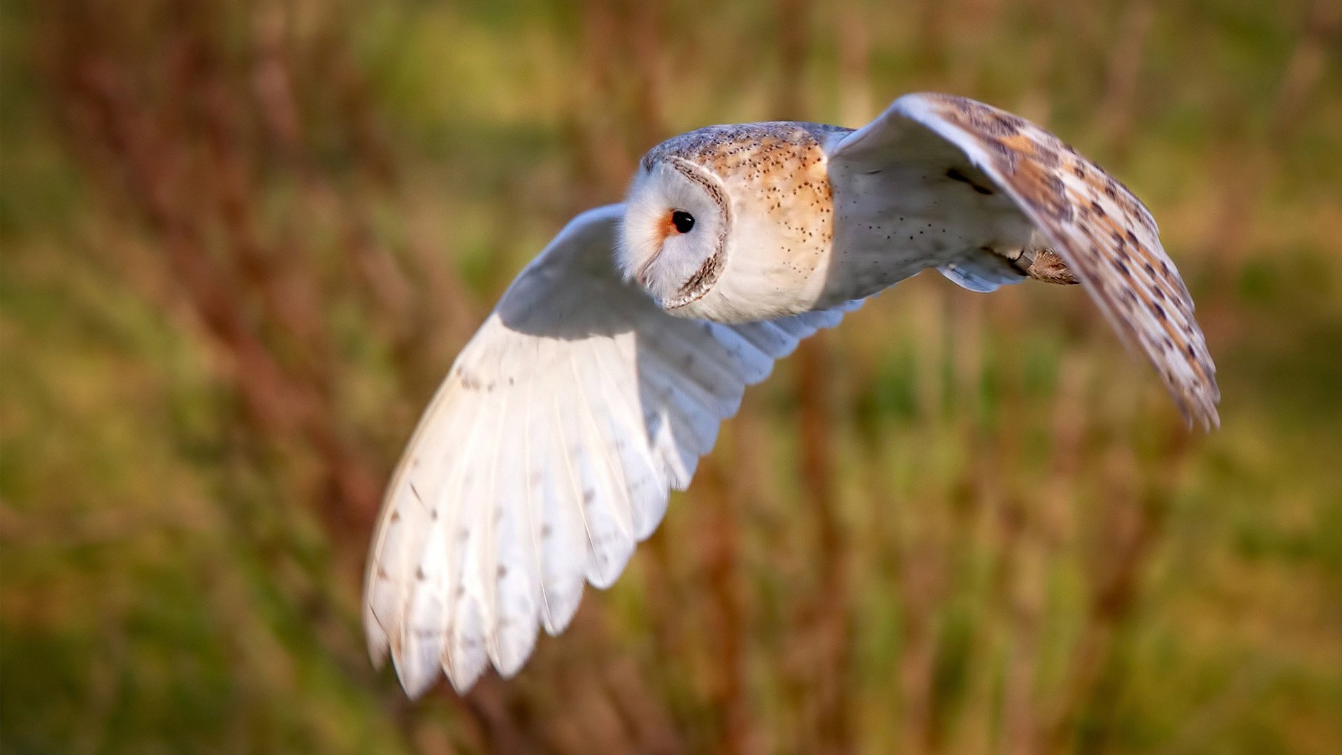 中国男篮体能训练强度升级 备战国际硬仗，中国男篮练兵