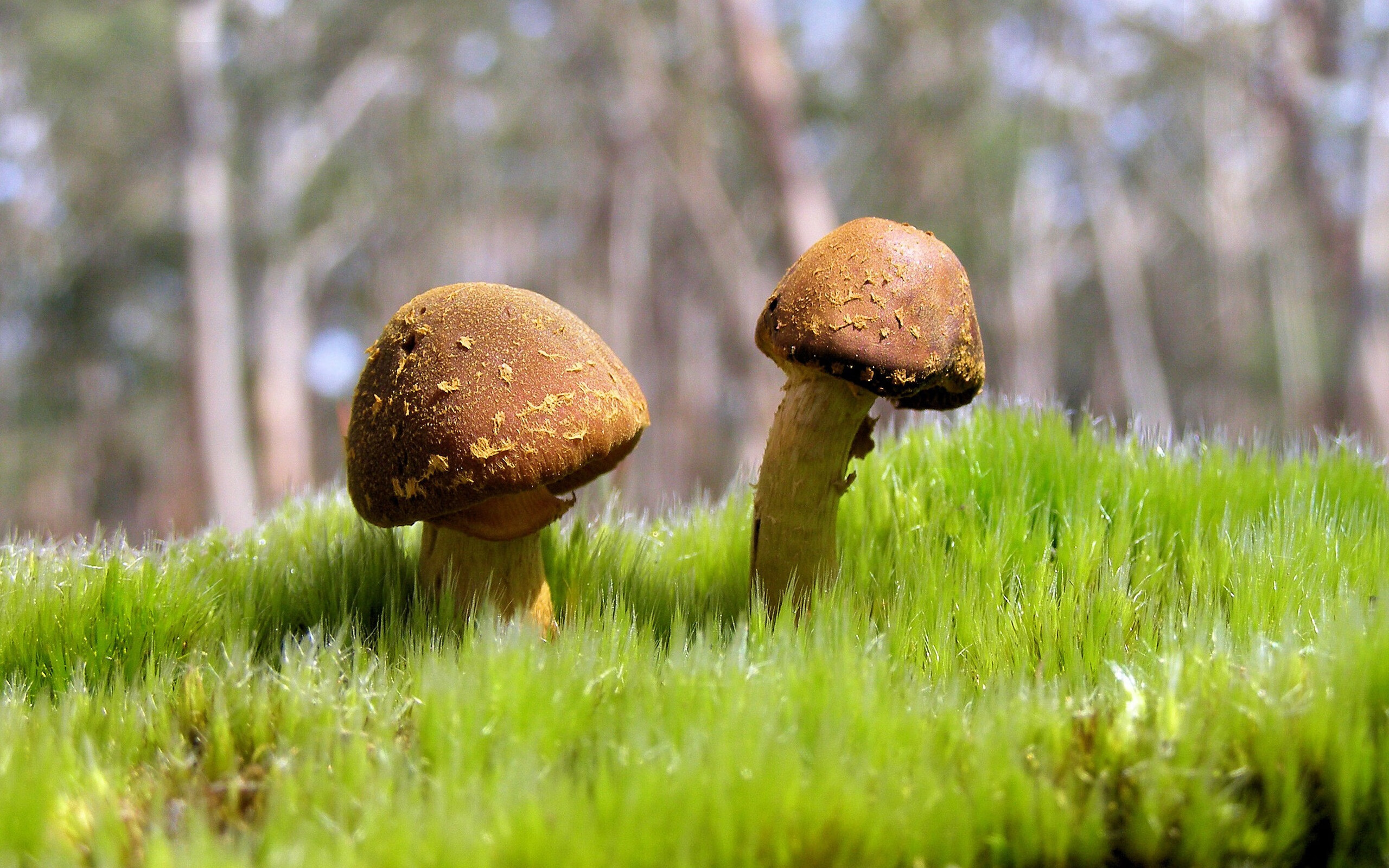 中国男篮打造高位联动激活外围投射,中国男篮外援