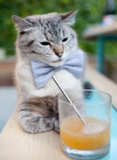 罗马尼亚队赛制策略解读:团体赛中的队员配置与战术选择,罗马尼亚足球联赛规则