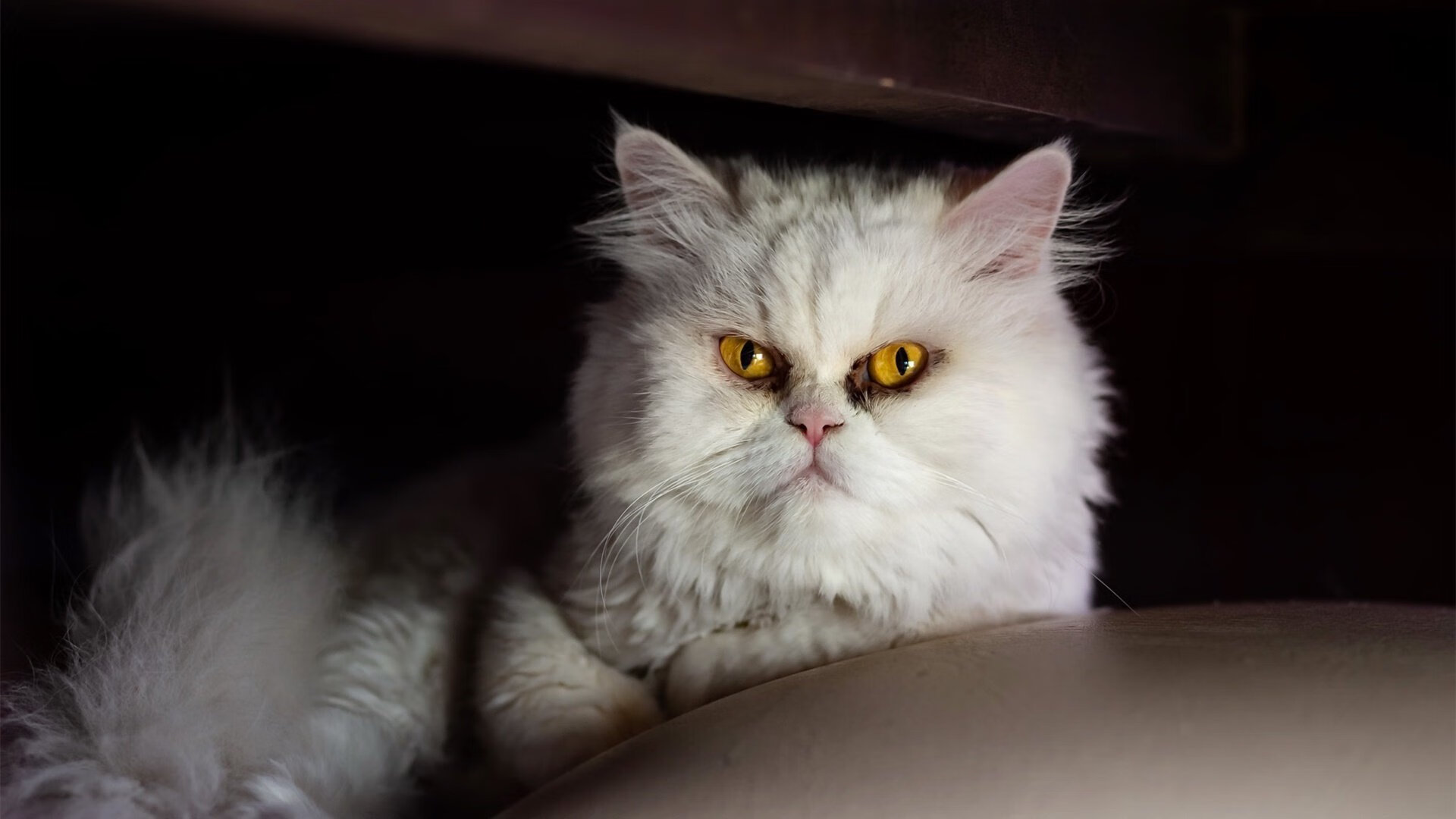 国家队集训强度是否与国际对手接轨，国家队集训大名单